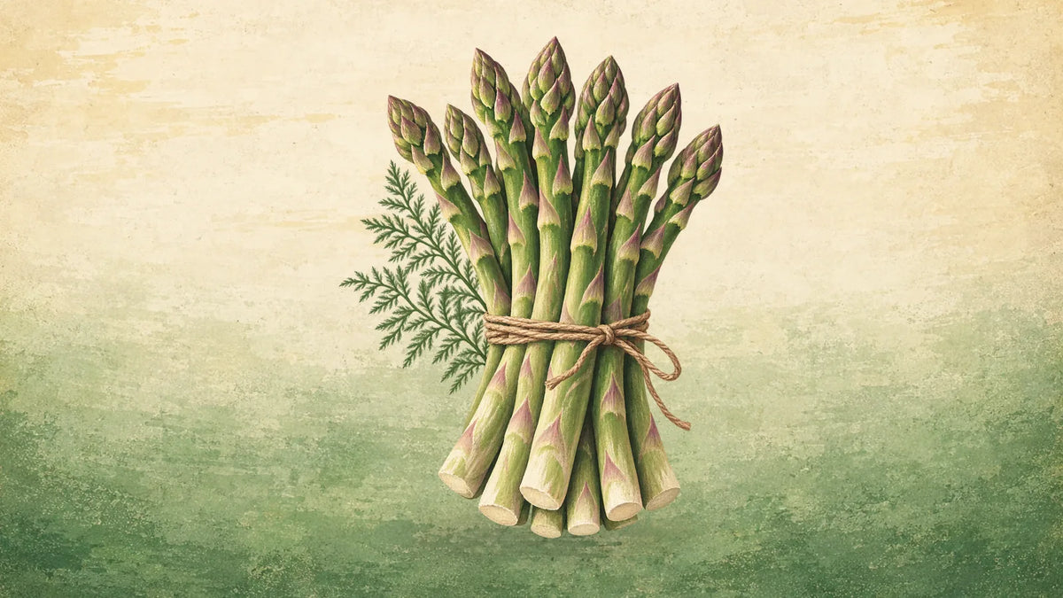 Painted bundle of green asparagus spears with tight tips, tied with twine, a sprig of feathery fern behind