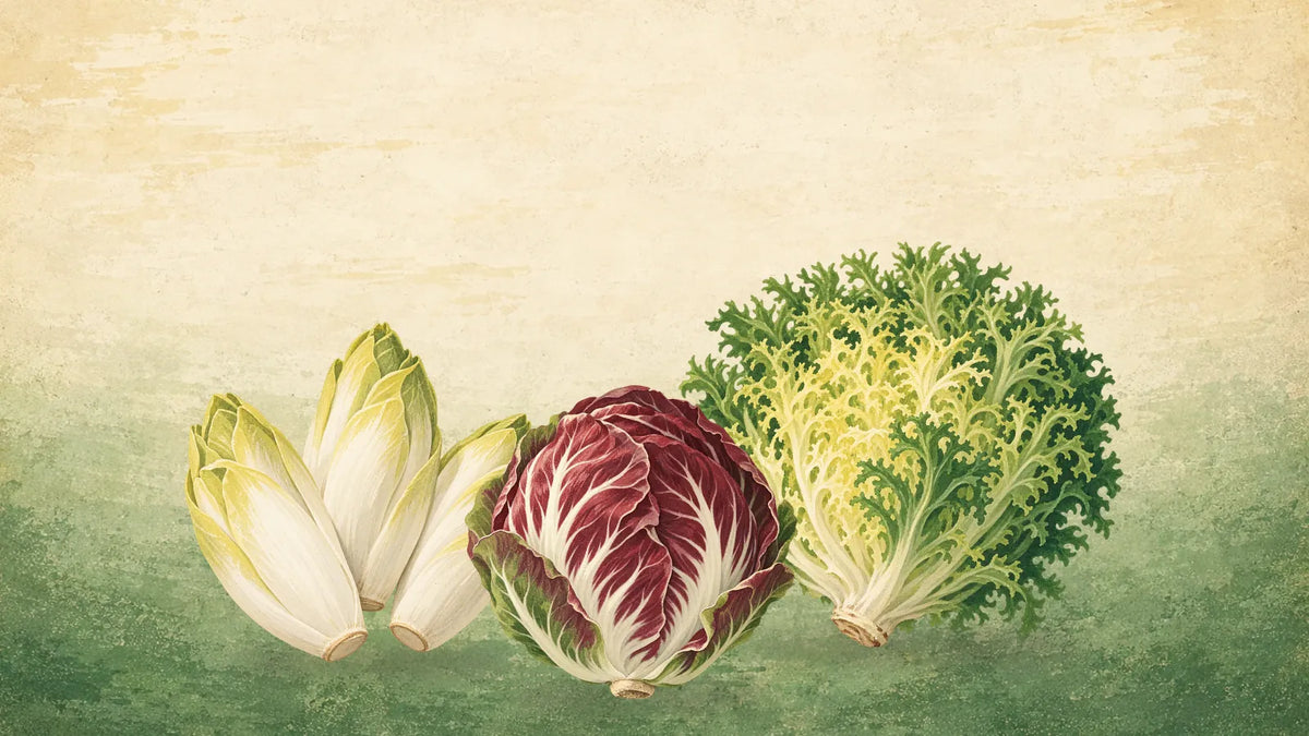 Painted chicory group: three heads of Belgian endive, a red and white radicchio and a head of curly frisee