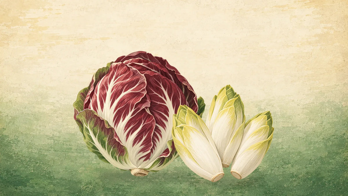 Painted head of radicchio chicory with wine-red leaves and white veins beside three pale heads of Belgian endive