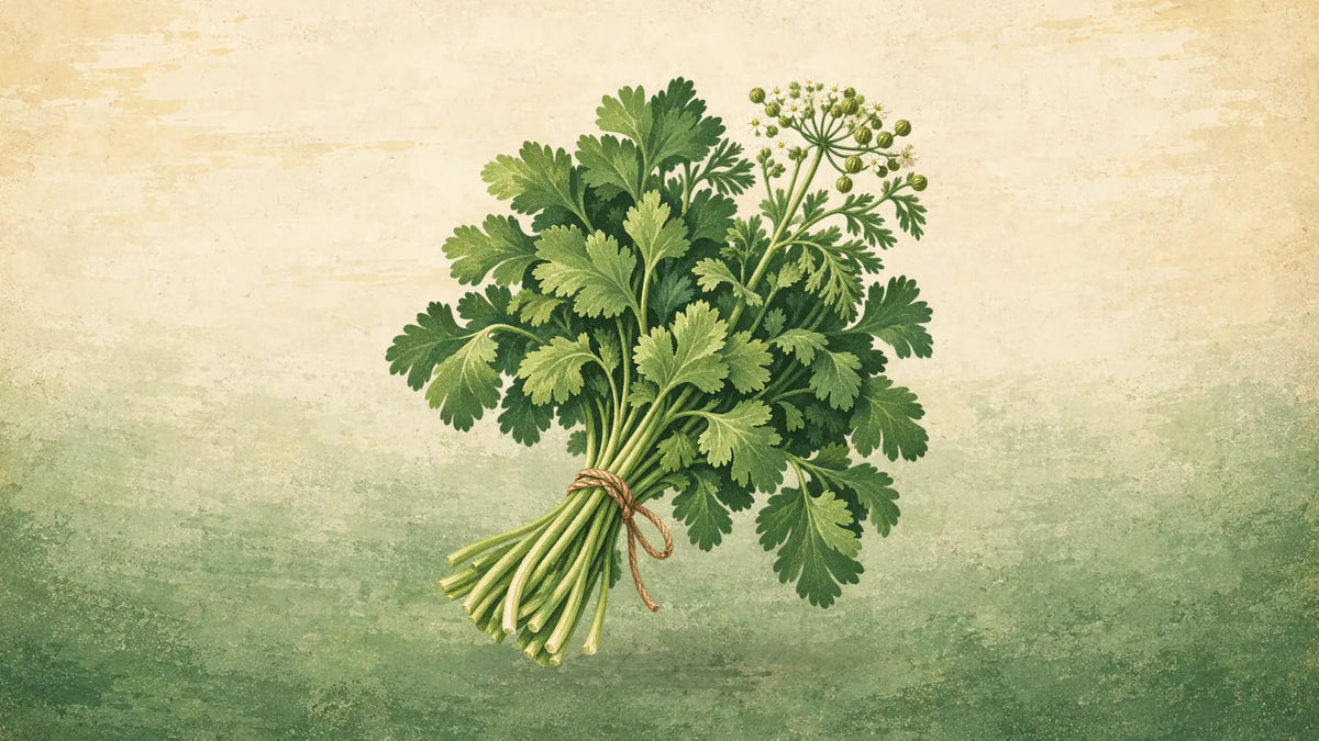 Painted bunch of cilantro with scalloped leaves, a small white flower head and green seeds, tied with twine