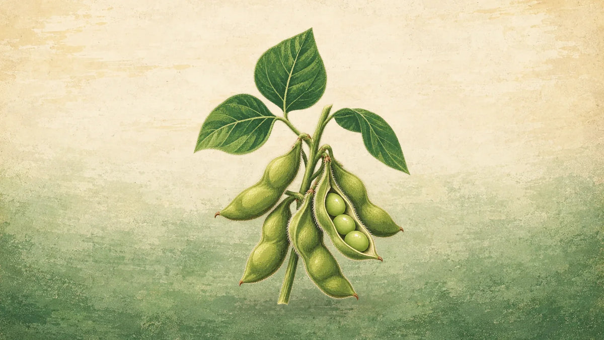 Painted edamame soybean stem with fuzzy green pods, one split open to show the beans, and three leaves