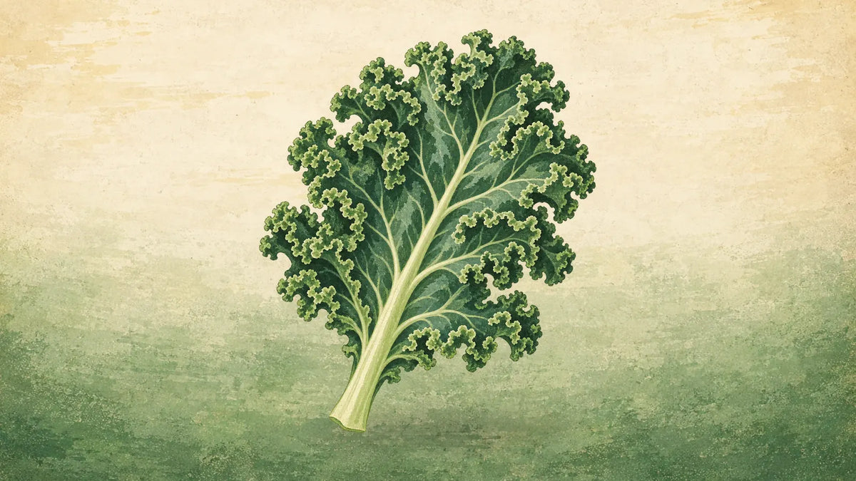 Painted single curly kale leaf with deeply ruffled green edges and a pale stem