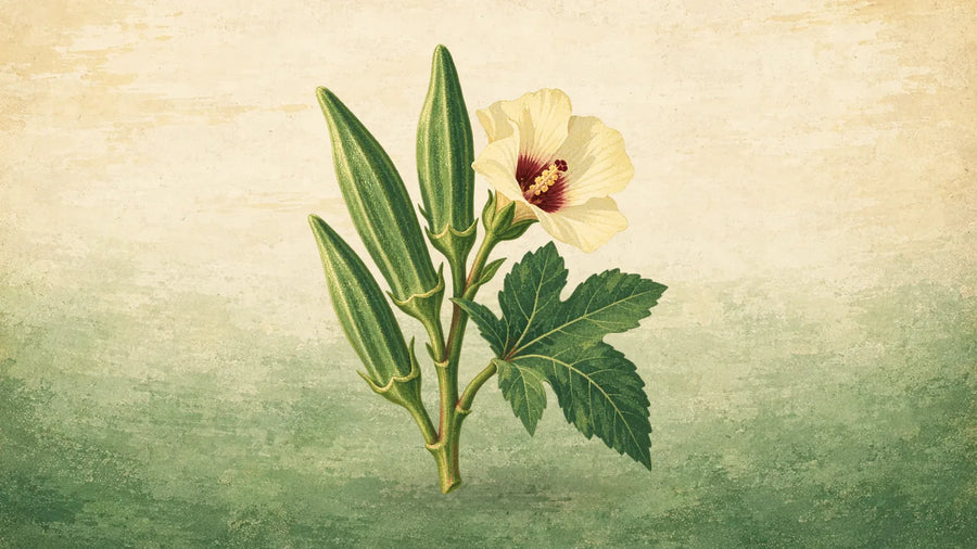 Painted okra stem with three ridged green pods pointing up, a pale yellow flower and a lobed leaf