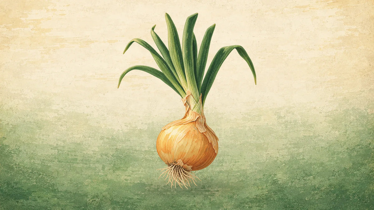 Painted golden onion freshly pulled, with long upright green tops and a tuft of fine roots