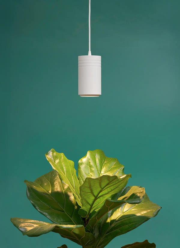 Soltech Aspect pendant grow light in white hanging above a fiddle leaf fig