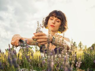 Gardener cutting lavender stems with the Gardena pruners
