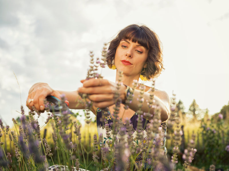 Gardener cutting lavender stems with the Gardena pruners