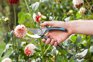 Gardena pruners cutting a stem among pink dahlias