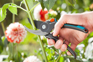 Hand cutting a dahlia stem with the Gardena pruners
