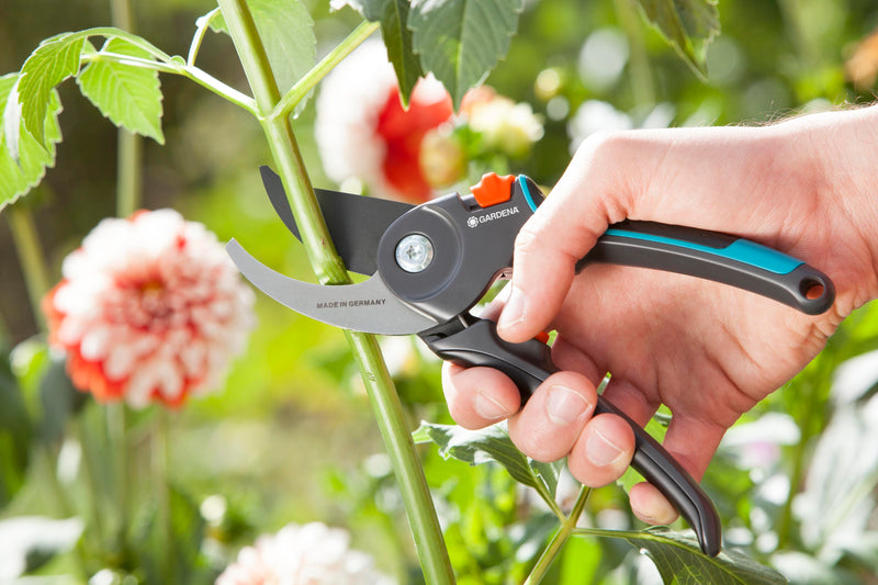 Hand cutting a dahlia stem with the Gardena pruners