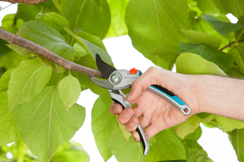 Hand cutting a green branch with the Gardena Alu pruners