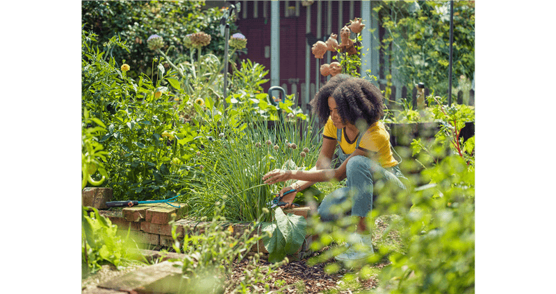 Gardener working among tall plants in a vegetable garden