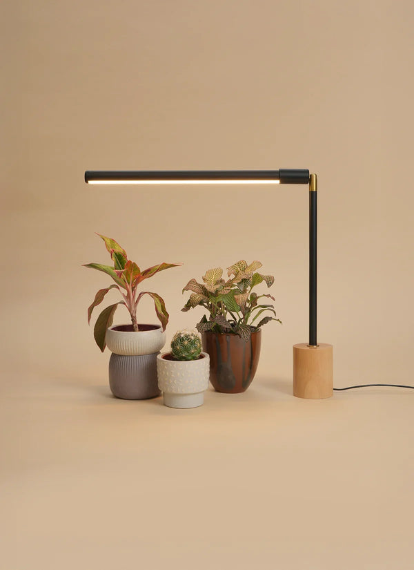 Soltech Versa tabletop grow light, black with a wood base, over three potted plants