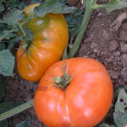 Tomato Seeds, Pineapple Organic
