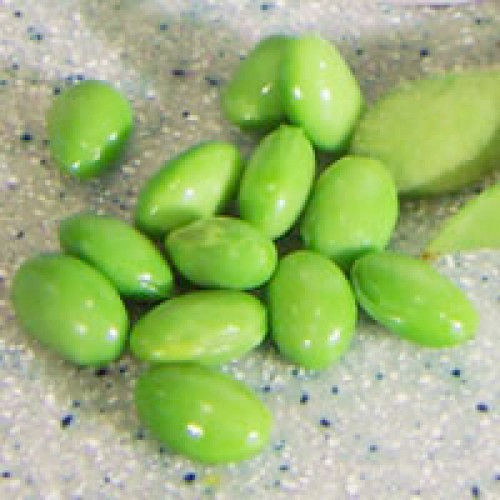 Edamame Soybean Seeds, Be Sweet 292