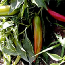 Pepper Seeds, New Mexico Big Jim