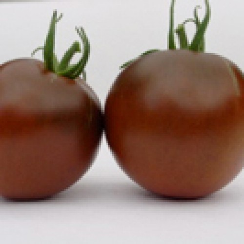 Tomato Seeds, Black Prince ORGANIC