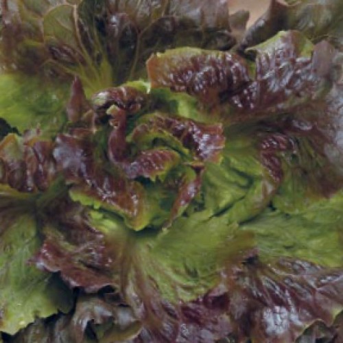 Lettuce Seeds, Canasta Carminia