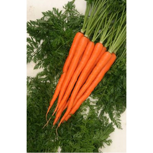 Carrot Seeds, Sugarsnax F1 Hybrid