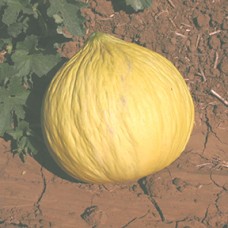 Melon Seeds, Casaba Sungold