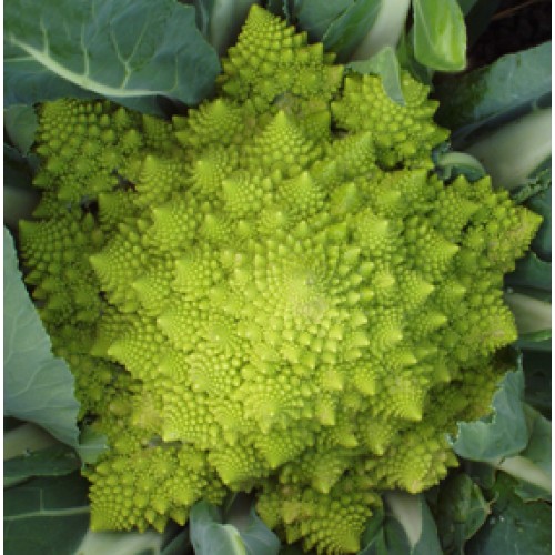 Cauliflower Seeds, Celio (Romanesco) F1 Hybrid