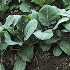 Collard Greens Seeds, Champion