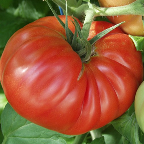 Tomato Seeds, Country Taste F1 Hybrid