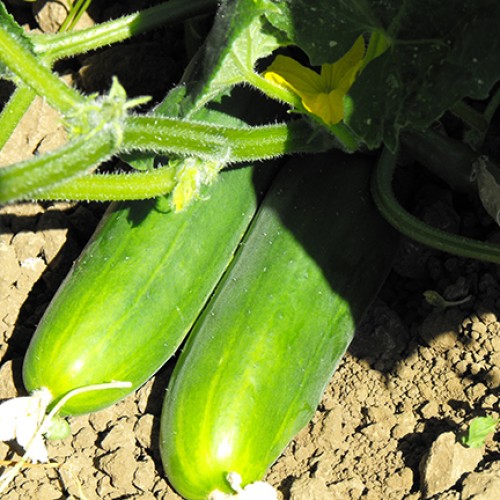 Cucumber Seeds, County Fair F1 Hybrid