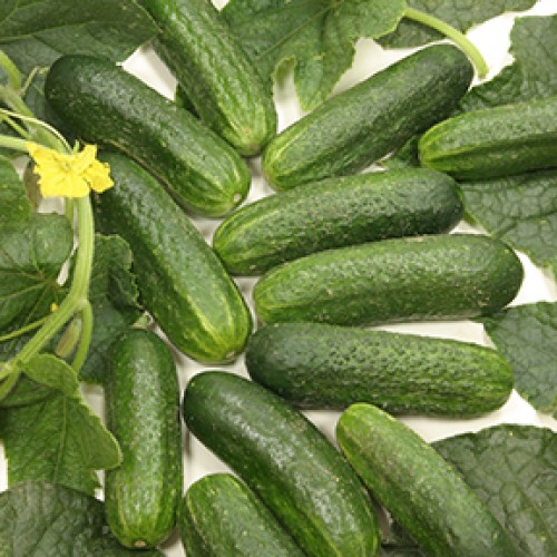 Cucumber Seeds, Diamant F1 Hybrid