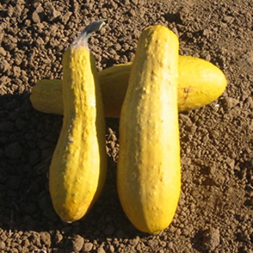 Squash Seeds, Early Prolific Straightneck