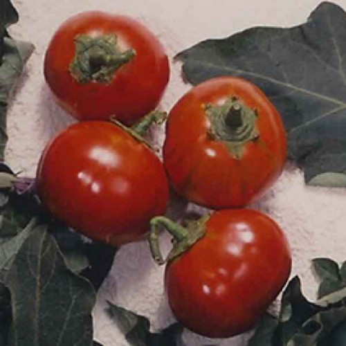 Eggplant Seeds, Fingers Mixed Colors