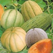 Melon Seeds, European Mix