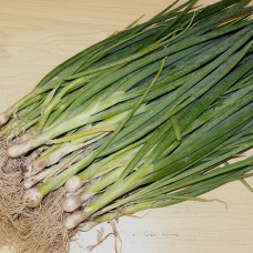 Spring Onion Seeds, Evergreen ORGANIC