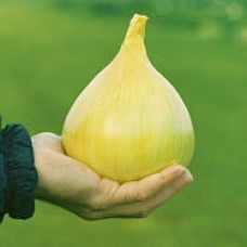 Onion Seeds, Exhibition