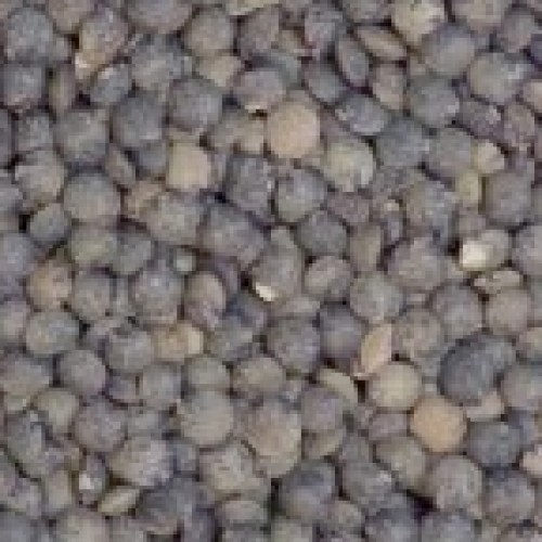Lentil Seeds, French Blue (du Puy) ORGANIC