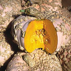 Pumpkin Seeds, Galeux D' Eysines