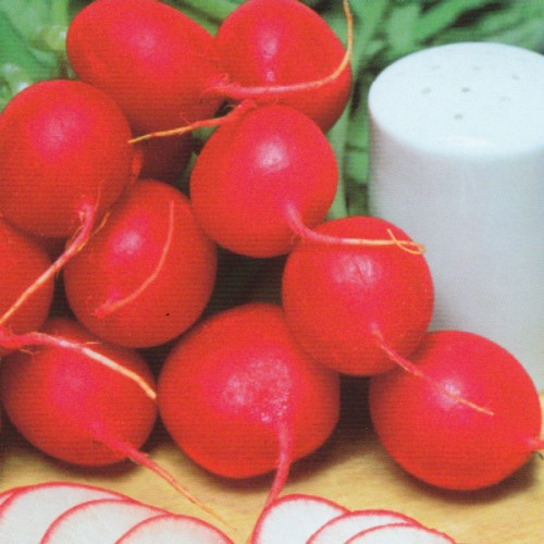 Radish Seeds, Giant Butter Globe