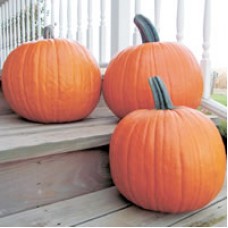 Pumpkin Seeds, Gold Medal F1 Hybrid