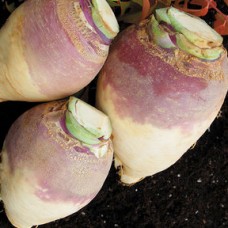 Rutabaga Seeds, Helenor ORGANIC
