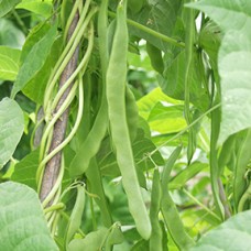 Pole Bean Seeds, Hilda