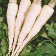 Parsley Seeds, Hilmar Root-Type