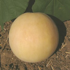 Melon Seeds, Orange Flesh Honey Dew ORGANIC