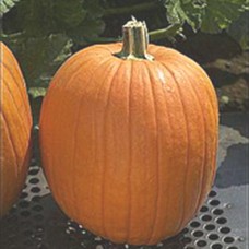 Pumpkin Seeds, Howden