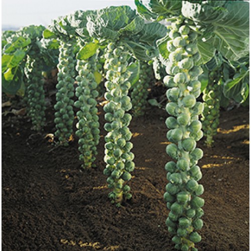 Brussels Sprouts Seeds, Igor F1 Hybrid