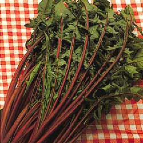 Chicory Seeds, Catalogna Italiko Rosso