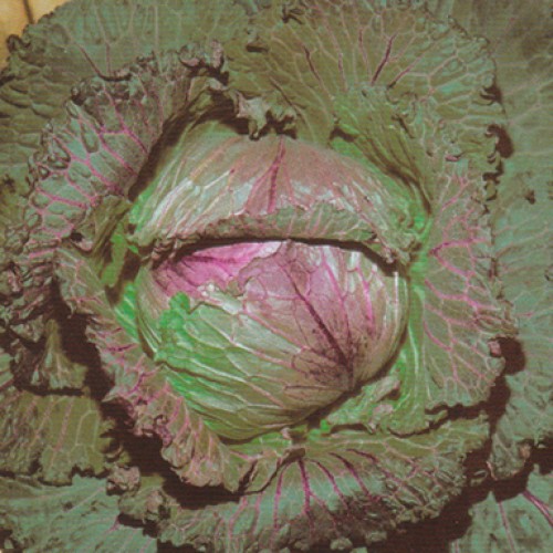 Savoy Cabbage Seeds, January King 3