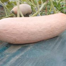 Squash Seeds, Jumbo Pink Banana