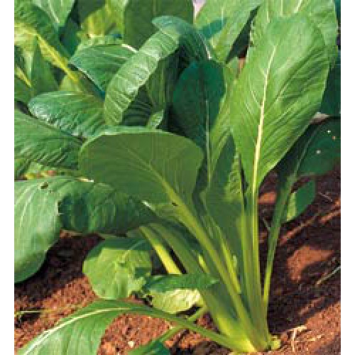 Spinach Mustard Seeds, Komatsuna