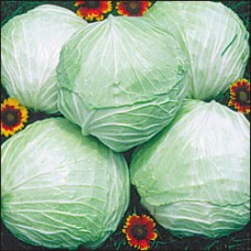 Cabbage Seeds, Premium Late Flat Dutch