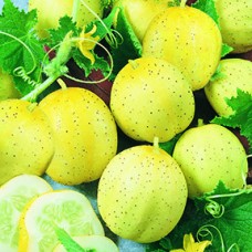 Cucumber Seeds, Lemon ORGANIC